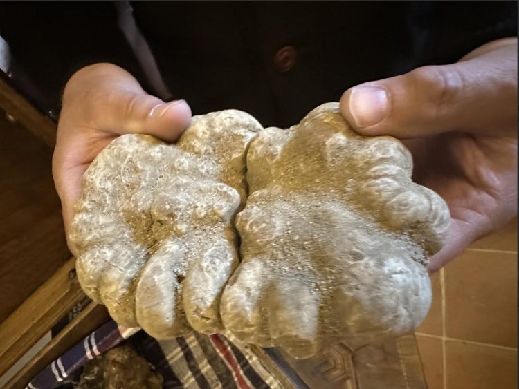 Salone Nazionale del Tartufo Bianco Pregiato “che passione”
