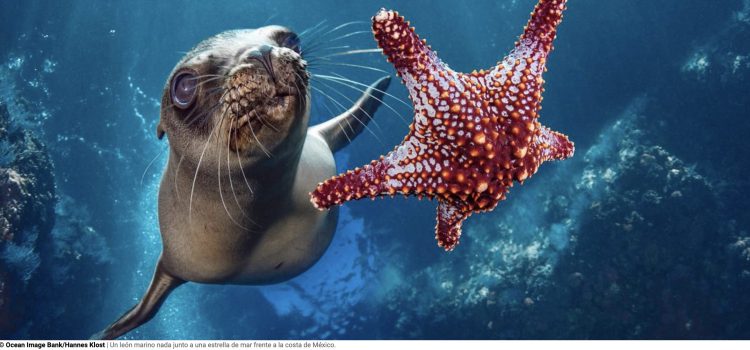 SPDI: Hacia la ratificación del Tratado de Alta Mar