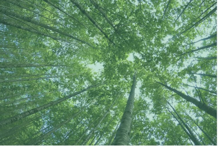 Reforestación valdiviana: Chile avanza en captura de carbono con especies nativas
