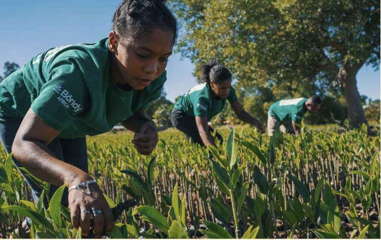 Madagascar – La mangrovia como frontera climática