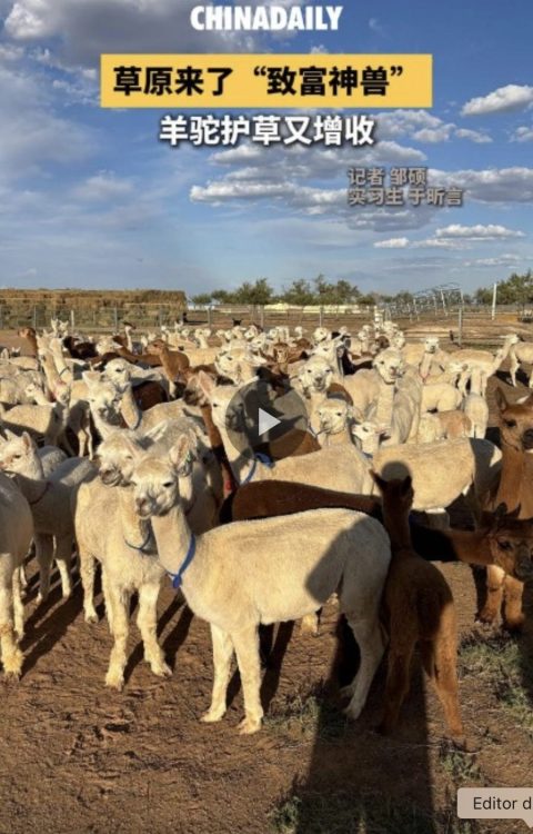 Alpacas en China ¿peruanas o bolivianas?
